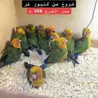 توفر من جديد فروخ صن كنيور ب 550 ريال فقط