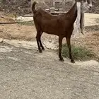 عنز فاخره