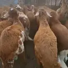 طليان سواكن حمريات مرابي