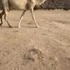ضروبه وضحى سنها ثنيه هديه
