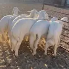 خرفان للبيع