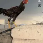 دجاج باكستاني للبيع مشروط من جميع العذاريب