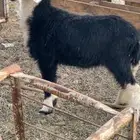 طلي رخل للبيع