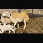 رخال طيبه