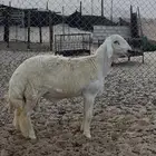 مشروع فحل حري
