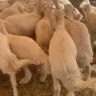 بهم حري عدد65ورخال10 العمر 4الى5شهور موقع شمال عفيف