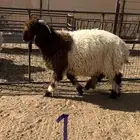 مشاريع فحول نعيم