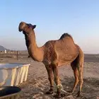 للبيع اصفر
