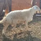 للبيع فحول مشروطه