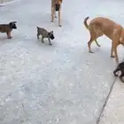 كلاب مالينو العمر شهر ونصف تقريبا