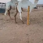 للبيع وضحا كفو لقحه سنها ثنيه الموقع ضرماء