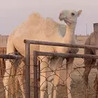 للبيع مفروده وضحا