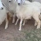 طليان ورخال للبيع