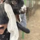 تيوس مشاريع فحول عوارض للبيع