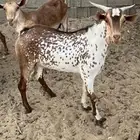 للبيع تيس جذع