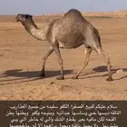 لقحه للبيع