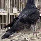 طبه فرش موندين