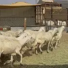 ضان صفر متابيع ودفيع