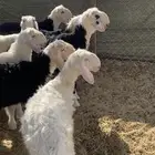 بهم نجد للبيع طليان نجد تم البيع