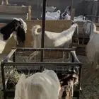 معزا دفيع 6
