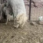 طلي فحل حري