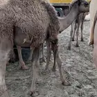 حاشي