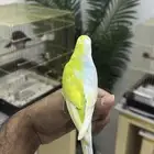 بادجي طفره ومن النوادر