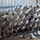 حمام للبيع جامبو  السعر ب الزوج
