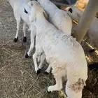 طليان سواكن جبره سمان فل