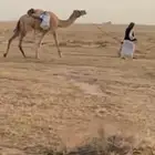 ركبي
