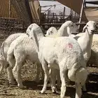 فحول ومشاريع حريات صنف