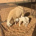 شاه حريه متوم