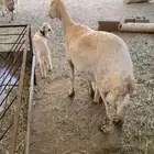 شاتين و معزا