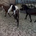 تيوس صنف صنف