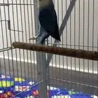 للبيع ذكر روز محلل الي توقف عليه سومه نصيبه