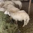 ذبايح مكه - حري - تيوس - سواكني - هرافي