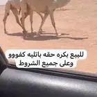 للبيع بكره حقه باتليه