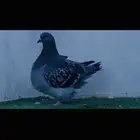 طبه فرش بلوتشيك