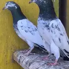 طيور باكستانيه