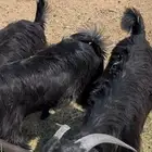 تيوس وجفار لهل الملاحم