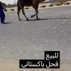 فحل باكستاني