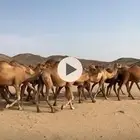 للبيع بل حمر مراح واحد العدد30 متن الابل مشروطه من تلحي وهد