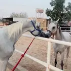 حصان مصري البيع شعبي