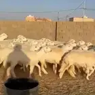 رخال حرش صنف درجه اولى