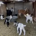 معزاء 3 تحتهن 6