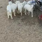 بهم حري فاخر