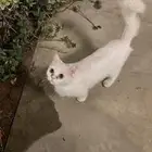 قطه