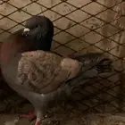 حمام كنق وحمام عايدي منتج شرط للبيع