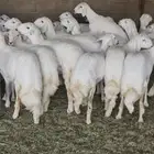 رخال صنف مقنوي