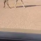 للبيع لقحه باتليه كفوو